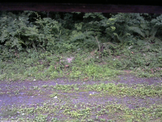 長野県菅平高原 ゆたか山荘 東側(坂下) 2026/07/11 18:30