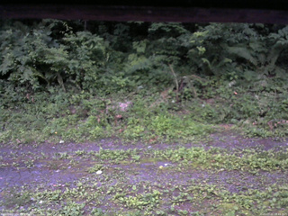 長野県菅平高原 ゆたか山荘 東側(坂下) 2026/07/11 18:45