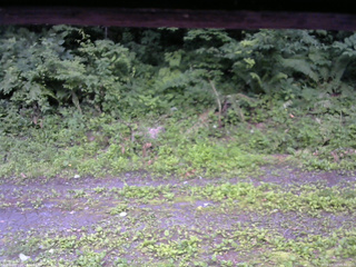 長野県菅平高原 ゆたか山荘 東側(坂下) 2026/07/12 05:30