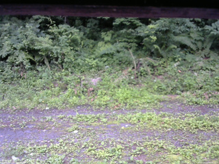 長野県菅平高原 ゆたか山荘 東側(坂下) 2026/07/12 06:45