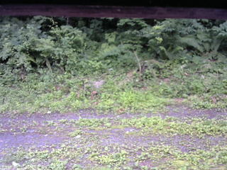 長野県菅平高原 ゆたか山荘 東側(坂下) 2026/07/12 07:00