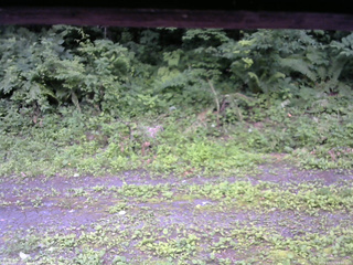 長野県菅平高原 ゆたか山荘 東側(坂下) 2026/07/12 09:00
