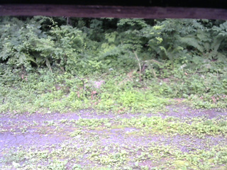 長野県菅平高原 ゆたか山荘 東側(坂下) 2026/07/12 10:15