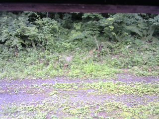 長野県菅平高原 ゆたか山荘 東側(坂下) 2026/07/12 12:00