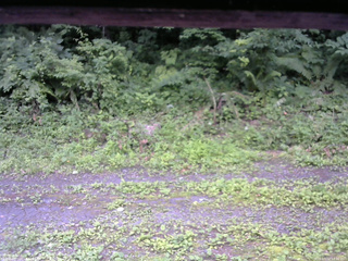 長野県菅平高原 ゆたか山荘 東側(坂下) 2026/07/12 12:30