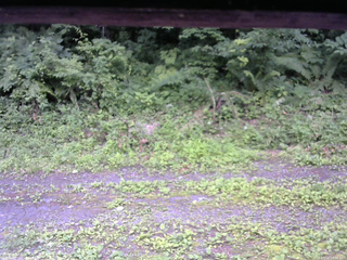長野県菅平高原 ゆたか山荘 東側(坂下) 2026/07/12 14:00