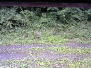 長野県菅平高原 ゆたか山荘 東側(坂下) 2026/07/12 15:15