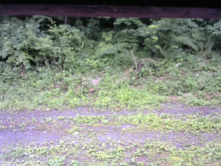 長野県菅平高原 ゆたか山荘 東側(坂下) 2026/07/12 16:15