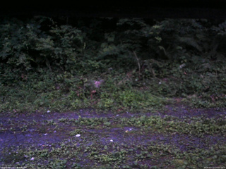 長野県菅平高原 ゆたか山荘 東側(坂下) 2026/07/12 19:15