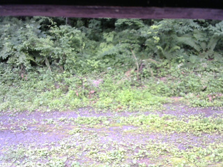 長野県菅平高原 ゆたか山荘 東側(坂下) 2026/07/13 08:30
