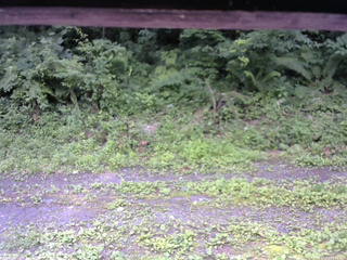 長野県菅平高原 ゆたか山荘 東側(坂下) 2026/07/13 09:30