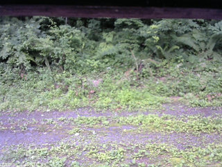 長野県菅平高原 ゆたか山荘 東側(坂下) 2026/07/13 10:15