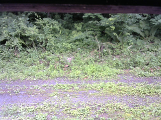 長野県菅平高原 ゆたか山荘 東側(坂下) 2026/07/13 11:30