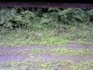 長野県菅平高原 ゆたか山荘 東側(坂下) 2026/07/13 12:15