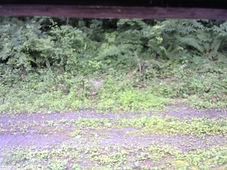 長野県菅平高原 ゆたか山荘 東側(坂下) 2026/07/13 13:15