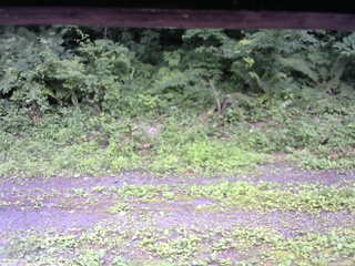 長野県菅平高原 ゆたか山荘 東側(坂下) 2026/07/13 16:30