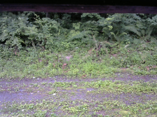長野県菅平高原 ゆたか山荘 東側(坂下) 2026/07/14 05:15