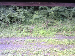 長野県菅平高原 ゆたか山荘 東側(坂下) 2026/07/14 08:45
