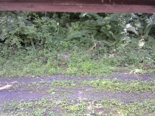長野県菅平高原 ゆたか山荘 東側(坂下) 2026/07/14 13:15