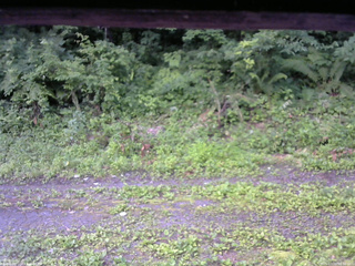長野県菅平高原 ゆたか山荘 東側(坂下) 2026/07/15 06:00