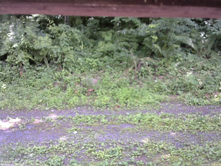 長野県菅平高原 ゆたか山荘 東側(坂下) 2026/07/15 13:00