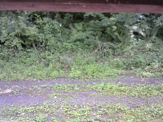 長野県菅平高原 ゆたか山荘 東側(坂下) 2026/07/15 13:15