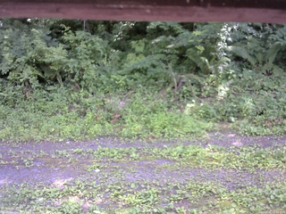 長野県菅平高原 ゆたか山荘 東側(坂下) 2026/07/15 13:30