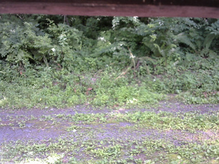 長野県菅平高原 ゆたか山荘 東側(坂下) 2026/07/15 13:45
