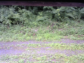 長野県菅平高原 ゆたか山荘 東側(坂下) 2026/07/15 16:00