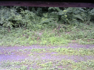 長野県菅平高原 ゆたか山荘 東側(坂下) 2026/07/15 16:15