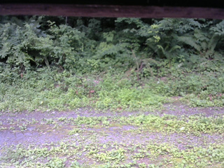 長野県菅平高原 ゆたか山荘 東側(坂下) 2026/07/16 11:00