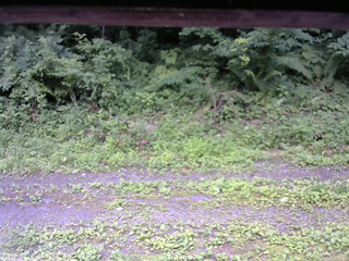 長野県菅平高原 ゆたか山荘 東側(坂下) 2026/07/16 11:15