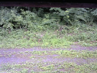 長野県菅平高原 ゆたか山荘 東側(坂下) 2026/07/16 15:30