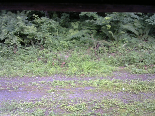 長野県菅平高原 ゆたか山荘 東側(坂下) 2026/07/16 15:45