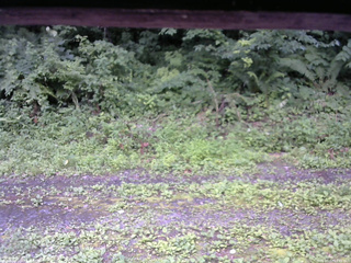 長野県菅平高原 ゆたか山荘 東側(坂下) 2026/07/17 10:15