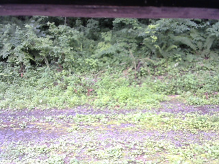 長野県菅平高原 ゆたか山荘 東側(坂下) 2026/07/17 11:15