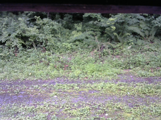 長野県菅平高原 ゆたか山荘 東側(坂下) 2026/07/17 12:15