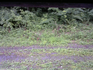 長野県菅平高原 ゆたか山荘 東側(坂下) 2026/07/17 16:00