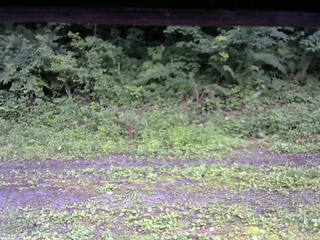 長野県菅平高原 ゆたか山荘 東側(坂下) 2026/07/17 16:15