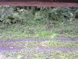 長野県菅平高原 ゆたか山荘 東側(坂下) 2026/07/18 12:30