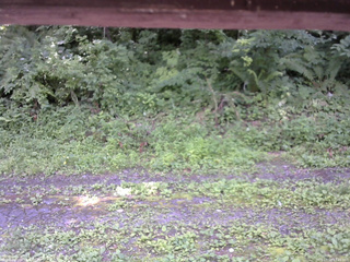 長野県菅平高原 ゆたか山荘 東側(坂下) 2026/07/18 12:45