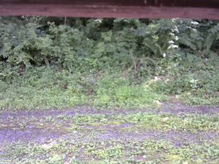 長野県菅平高原 ゆたか山荘 東側(坂下) 2026/07/18 13:30