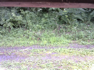 長野県菅平高原 ゆたか山荘 東側(坂下) 2026/07/18 14:00
