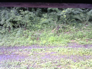 長野県菅平高原 ゆたか山荘 東側(坂下) 2026/07/19 06:45
