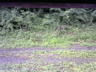 長野県菅平高原 ゆたか山荘 東側(坂下) 2026/07/19 07:00