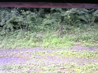 長野県菅平高原 ゆたか山荘 東側(坂下) 2026/07/19 09:30