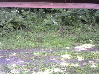長野県菅平高原 ゆたか山荘 東側(坂下) 2026/07/19 10:00