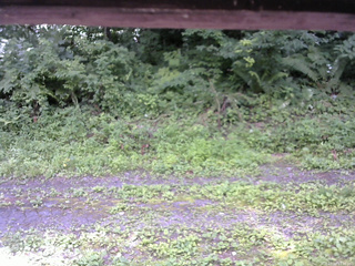 長野県菅平高原 ゆたか山荘 東側(坂下) 2026/07/19 11:30