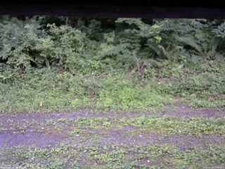 長野県菅平高原 ゆたか山荘 東側(坂下) 2026/07/19 17:45