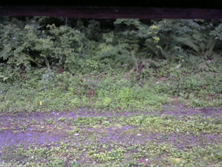 長野県菅平高原 ゆたか山荘 東側(坂下) 2026/07/20 05:00